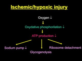 Ischemic/hypoxic injury
Oxygen 
Oxydative phosphorilation 
ATP production 
Sodium pump 
Glycogenolysis
Ribosome detachment
 