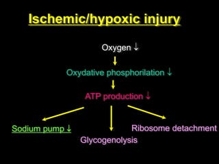 Ischemic/hypoxic injury
Oxygen 
Oxydative phosphorilation 
ATP production 
Sodium pump 
Glycogenolysis
Ribosome detachment
 