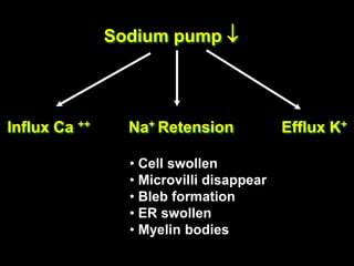 Sodium pump 
Influx Ca ++ Na+ Retension Efflux K+
• Cell swollen
• Microvilli disappear
• Bleb formation
• ER swollen
• Myelin bodies
 