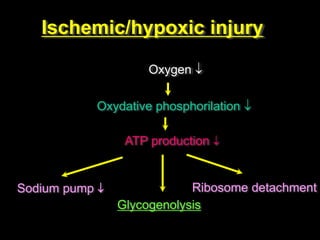 Ischemic/hypoxic injury
Oxygen 
Oxydative phosphorilation 
ATP production 
Sodium pump 
Glycogenolysis
Ribosome detachment
 