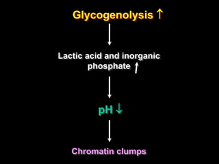Glycogenolysis 
Lactic acid and inorganic
phosphate
pH 
Chromatin clumps
 