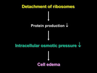 Detachment of ribosomes
Protein production 
Intracellular osmotic pressure 
Cell edema
 
