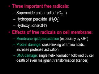 • Three important free radicals:
– Superoxide anion radical (O2
÷)
– Hydrogen peroxide (H2O2)
– Hydroxyl ions(OH•)
• Effects of free radicals on cell membrane:
– Membrane lipid peroxidation (especially by OH•)
– Protein damage: cross-linking of amino acids,
increase protease activation
– DNA damage: single helix formation followed by cell
death of even malignant transformation (cancer)
 