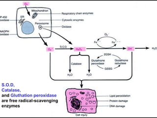 S.O.D,
Catalase,
and Gluthation peroxidase
are free radical-scavenging
enzymes
 