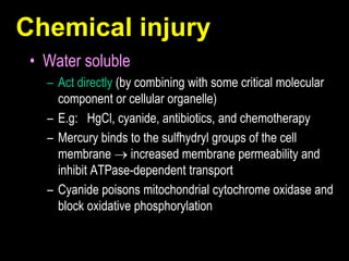 Chemical injury
• Water soluble
– Act directly (by combining with some critical molecular
component or cellular organelle)
– E.g: HgCl, cyanide, antibiotics, and chemotherapy
– Mercury binds to the sulfhydryl groups of the cell
membrane  increased membrane permeability and
inhibit ATPase-dependent transport
– Cyanide poisons mitochondrial cytochrome oxidase and
block oxidative phosphorylation
 