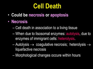 Cell Death
• Could be necrosis or apoptosis
• Necrosis
– Cell death in association to a living tissue
– When due to lisosomal enzymes: autolysis, due to
enzymes of immigrant cells: heterolysis.
– Autolysis  coagulative necrosis; heterolysis 
liquefactive necrosis
– Morphological changes occure within hours
 