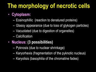 The morphology of necrotic cells
• Cytoplasm:
– Eosinophillic (reaction to denatured proteins)
– Glassy appearance (due to loss of glykogen particles)
– Vacuolated (due to digestion of organelles)
– Calcification
• Nucleus: (3 possibilities)
– Pyknosis (due to nuclear shrinkage)
– Karyorhexis (fragmentation of the pyknotic nucleus)
– Karyolisis (basophilia of the chromatine fades)
 