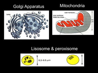 Golgi Apparatus Mitochondria
Lisosome & peroxisome
 
