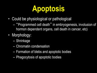 Apoptosis
• Could be physiological or pathological
– “Programmed cell death” in embryogenesis, involusion of
hormon dependent organs, cell death in cancer, etc)
• Morphology:
– Shrinkage
– Chromatin condensation
– Formation of blebs and apoptotic bodies
– Phagocytosis of apoptotic bodies
 