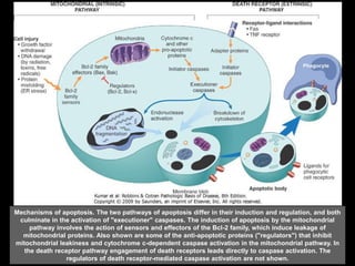 Mechanisms of apoptosis. The two pathways of apoptosis differ in their induction and regulation, and both
culminate in the activation of "executioner" caspases. The induction of apoptosis by the mitochondrial
pathway involves the action of sensors and effectors of the Bcl-2 family, which induce leakage of
mitochondrial proteins. Also shown are some of the anti-apoptotic proteins ("regulators") that inhibit
mitochondrial leakiness and cytochrome c-dependent caspase activation in the mitochondrial pathway. In
the death receptor pathway engagement of death receptors leads directly to caspase activation. The
regulators of death receptor-mediated caspase activation are not shown.
 