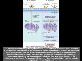 The intrinsic (mitochondrial) pathway of apoptosis. A, Cell viability is maintained by the induction
of anti-apoptotic proteins such as Bcl-2 by survival signals. These proteins maintain the integrity of
mitochondrial membranes and prevent leakage of mitochondrial proteins. B, Loss of survival
signals, DNA damage, and other insults activate sensors that antagonize the anti-apoptotic
proteins and activate the pro-apoptotic proteins Bax and Bak, which form channels in the
mitochondrial membrane. The subsequent leakage of cytochrome c (and other proteins) leads to
caspase activation and apoptosis.
 