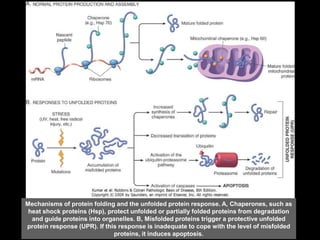Mechanisms of protein folding and the unfolded protein response. A, Chaperones, such as
heat shock proteins (Hsp), protect unfolded or partially folded proteins from degradation
and guide proteins into organelles. B, Misfolded proteins trigger a protective unfolded
protein response (UPR). If this response is inadequate to cope with the level of misfolded
proteins, it induces apoptosis.
 