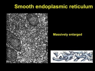 Smooth endoplasmic reticulum
Massively enlarged
 