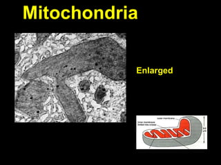 Mitochondria
Enlarged
 