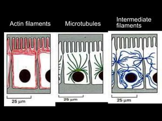 MicrotubulesActin filaments
Intermediate
filaments
 