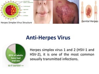 Anti-Herpes Virus
Herpes simplex virus 1 and 2 (HSV-1 and
HSV-2), it is one of the most common
sexually transmitted infections.
Herpes Simplex Virus Structure
Genital Herpes
 