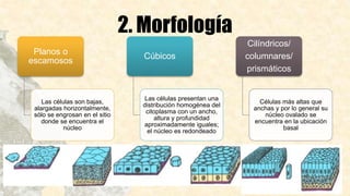 2. Morfología
Planos o
escamosos
Las células son bajas,
alargadas horizontalmente,
sólo se engrosan en el sitio
donde se encuentra el
núcleo
Cúbicos
Las células presentan una
distribución homogénea del
citoplasma con un ancho,
altura y profundidad
aproximadamente iguales;
el núcleo es redondeado
Cilíndricos/
columnares/
prismáticos
Células más altas que
anchas y por lo general su
núcleo ovalado se
encuentra en la ubicación
basal
 