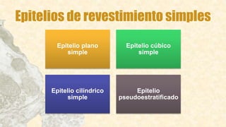 Epitelios de revestimiento simples
Epitelio plano
simple
Epitelio cúbico
simple
Epitelio cilíndrico
simple
Epitelio
pseudoestratificado
 