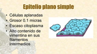 Epitelio plano simple
• Células aplanadas
• Grosor 0.1 micras
• Escaso citoplasma
• Alto contenido de
vimentina en sus
filamentos
intermedios
 