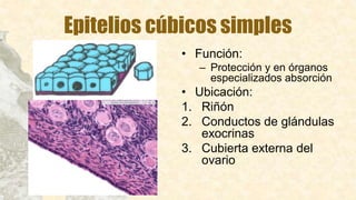 Epitelios cúbicos simples
• Función:
– Protección y en órganos
especializados absorción
• Ubicación:
1. Riñón
2. Conductos de glándulas
exocrinas
3. Cubierta externa del
ovario
 