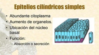 Epitelios cilíndricos simples
• Abundante citoplasma
• Aumento de organelos.
• Ubicación del núcleo
basal
• Función:
– Absorción o secreción
 