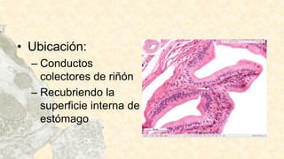 • Ubicación:
– Conductos
colectores de riñón
– Recubriendo la
superficie interna de
estómago
 