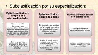 • Subclasificación por su especialización:
Epitelios cilíndricos
simples con
microvellosidades
“Borde en cepillo”.
Prolongaciones
citoplasmáticas de las células
epiteliales a nivel de la región
apical o superficie libre de la
célula, cada una rodeada por
membrana citoplasmática
0.21 micras; haz
longitudinal de actina.
1mil/célula; 3mil/célula
(intestino)
Epitelio cilíndrico
simple con cilios
Prolongaciones móviles
que se proyectan desde
la superficie libre de
algunas células
epiteliales.
Capaces de mover líquido o
moco en una dirección
determinada (ola). 7-10
micras.
Tuba uterina y vía aérea
superior
Epitelio cilíndrico simple
con estereocilios
Microvellosidades
extremadamente largas.
Tejidos absortivos: vías
espermáticas
 