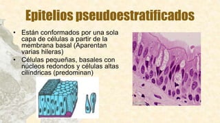 Epitelios pseudoestratificados
• Están conformados por una sola
capa de células a partir de la
membrana basal (Aparentan
varias hileras)
• Células pequeñas, basales con
núcleos redondos y células altas
cilíndricas (predominan)
 