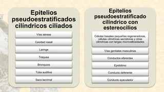 Epitelios
pseudoestratificados
cilíndricos ciliados
Vías aéreas
Cavidad nasal
Laringe
Tráquea
Bronquios
Tuba auditiva
Saco lacrimal
Epitelios
pseudoestratificado
cilíndrico con
estereocilios
Células basales pequeñas regeneradoras,
células cilíndricas secretoras y otras
cilíndricas con largas microvellosidades
Vías genitales masculinas
Conductos eferentes
Epidídimo
Conducto deferente
Conducto eyaculador
 