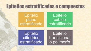 Epitelios estratificados o compuestos
Epitelio
plano
estratificado
Epitelio
cúbico
estratificado
Epitelio
cilíndrico
estratificado
Epitelio
transicional
o polimorfo
 