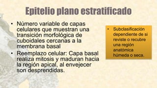Epitelio plano estratificado
• Número variable de capas
celulares que muestran una
transición morfológica de
cuboidales cercanas a la
membrana basal
• Reemplazo celular: Capa basal
realiza mitosis y maduran hacia
la región apical, al envejecer
son desprendidas.
• Subclasificación
dependiente de si
reviste o recubre
una región
anatómica
húmeda o seca.
 
