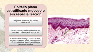 Epitelio plano
estratificado mucoso o
sin especialización
Regiones húmedas, no sufren
desecación
Se encuentran núcleos celulares en
relación con la superficie externa.
Cavidad oral, esófago, conducto anal,
vagina, exocérvix, parte de conjuntiva,
porción distal de uretra, vestíbulo de
cavidades nasales.
 