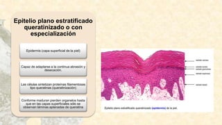 Epitelio plano estratificado
queratinizado o con
especialización
Epidermis (capa superficial de la piel)
Capaz de adaptarse a la continua abrasión y
desecación.
Las células sintetizan proteínas filamentosas
tipo queratinas (queratinización)
Conforme maduran pierden organelos hasta
que en las capas superficiales sólo se
observan láminas aplanadas de queratina
 