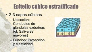 Epitelio cúbico estratificado
• 2-3 capas cúbicas
– Ubicación:
Conductos de
glándulas exócrinas
(gl. Salivales
mayores)
– Función: Protección
y elasticidad
 