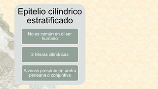 Epitelio cilíndrico
estratificado
No es común en el ser
humano
2 hileras cilíndricas
A veces presente en uretra
peneana o conjuntiva
 