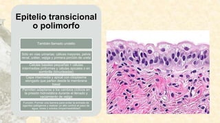 Epitelio transicional
o polimorfo
También llamado urotelio
Sólo en vías urinarias: cálices mayores, pelvis
renal, uréter, vejiga y primera porción de ureta
Celulas basales pequeñas + células
intermedias piriformes y células apicales o en
sombrilla (binucleadas)
Capa intermedia y apical con citoplasma
elongado que parten desde la membrana
basal
Permiten adaptarse a los cambios cíclicos en
la presión hidrostática durante el llenado y
vaciamiento de vejiga
Función: Formar una barrera para evitar la entrada de
agentes patógenos y realizar un alto control al paso de
agua, iones y solutos (impermeabilidad)
 