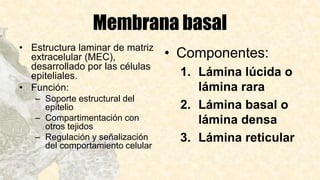 Membrana basal
• Estructura laminar de matriz
extracelular (MEC),
desarrollado por las células
epiteliales.
• Función:
– Soporte estructural del
epitelio
– Compartimentación con
otros tejidos
– Regulación y señalización
del comportamiento celular
• Componentes:
1. Lámina lúcida o
lámina rara
2. Lámina basal o
lámina densa
3. Lámina reticular
 