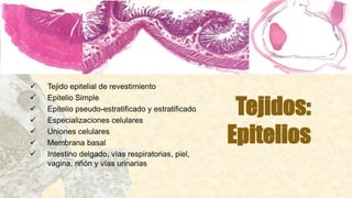Tejidos:
Epitelios
 Tejido epitelial de revestimiento
 Epitelio Simple
 Epitelio pseudo-estratificado y estratificado
 Especializaciones celulares
 Uniones celulares
 Membrana basal
 Intestino delgado, vías respiratorias, piel,
vagina, riñón y vías urinarias
 