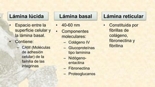 Lámina lúcida
• Espacio entre la
superficie celular y
la lámina basal.
• Contiene:
– CAM (Moléculas
de adhesión
celular) de la
familia de las
integrinas
Lámina basal
• 40-60 nm
• Componentes
moleculares:
– Colágeno IV
– Glucoproteínas
tipo laminina
– Nidógeno-
entactina
– Fibronectina
– Proteoglucanos
Lámina reticular
• Constituida por
fibrillas de
colágeno,
fibronectina y
fibrilina
 