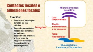 Contactos focales o
adhesiones focales
Integrina
Cara
citoplasmática
Región
transmembran
a de conexión
Cara
extracelular
Microfilamentos
de actina
Glucoproteínas:
Laminina y Fibronectina
• Función:
– Soporte al estrés por
tensión de las
células
– Transducen señales
mecánicas externas
en señales
bioquímicas internas
y favorecen la
migración celular
(cicatrización y
embriogénesis)
 
