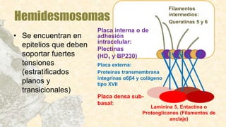 Hemidesmosomas
• Se encuentran en
epitelios que deben
soportar fuertes
tensiones
(estratificados
planos y
transicionales)
Placa interna o de
adhesión
intracelular:
Plectinas
(HD1 y BP230)
Placa externa:
Proteínas transmembrana
integrinas α6β4 y colágeno
tipo XVII
Placa densa sub-
basal:
Filamentos
intermedios:
Queratinas 5 y 6
Laminina 5, Entactina o
Proteoglicanos (Filamentos de
anclaje)
 