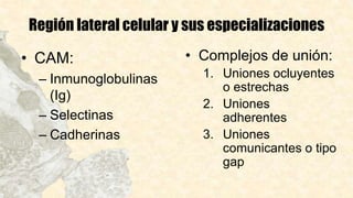 Región lateral celular y sus especializaciones
• CAM:
– Inmunoglobulinas
(Ig)
– Selectinas
– Cadherinas
• Complejos de unión:
1. Uniones ocluyentes
o estrechas
2. Uniones
adherentes
3. Uniones
comunicantes o tipo
gap
 
