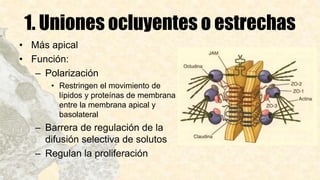 1. Uniones ocluyentes o estrechas
• Más apical
• Función:
– Polarización
• Restringen el movimiento de
lípidos y proteínas de membrana
entre la membrana apical y
basolateral
– Barrera de regulación de la
difusión selectiva de solutos
– Regulan la proliferación
 