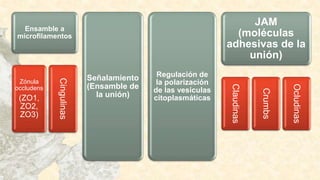 Ensamble a
microfilamentos
Zónula
occludens
(ZO1,
ZO2,
ZO3)
Cingulinas
Señalamiento
(Ensamble de
la unión)
Regulación de
la polarización
de las vesículas
citoplasmáticas
JAM
(moléculas
adhesivas de la
unión)
Claudinas
Crumbs
Ocludinas
 