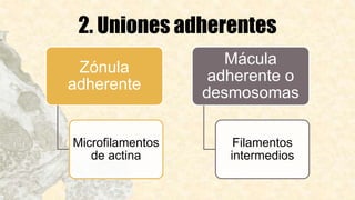 2. Uniones adherentes
Zónula
adherente
Microfilamentos
de actina
Mácula
adherente o
desmosomas
Filamentos
intermedios
 
