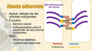 Zónula adherente
• Apical, debajo de las
uniones ocluyentes
• Función:
– Barrera celular
– Indispensables para el
desarrollo de las uniones
ocluyentes
• MAC:
– Nectinas-afadinas
– Cadherinas-cateninas
Microfilamentos
de actina
Afadinas
Cateninas
Nectinas
Cadherinas
 