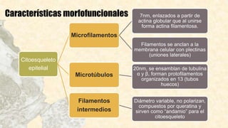 Características morfofuncionales
Citoesqueleto
epitelial
Microfilamentos
7nm, enlazados a partir de
actina globular que al unirse
forma actina filamentosa.
Filamentos se anclan a la
membrana celular con plectinas
(uniones laterales)
Microtúbulos
20nm, se ensamblan de tubulina
α y β, forman protofilamentos
organizados en 13 (tubos
huecos)
Filamentos
intermedios
Diámetro variable, no polarizan,
compuestos por queratina y
sirven como “andamio” para el
citoesqueleto
 