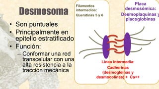 Desmosoma
• Son puntuales
• Principalmente en
epitelio estratificado
• Función:
– Conformar una red
transcelular con una
alta resistencia a la
tracción mecánica
Placa
desmosómica:
Desmoplaquinas y
placoglobinas
Línea intermedia:
Cadherinas
(desmogleínas y
desmocolinas) + Ca++
Filamentos
intermedios:
Queratinas 5 y 6
 