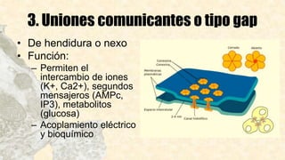3. Uniones comunicantes o tipo gap
• De hendidura o nexo
• Función:
– Permiten el
intercambio de iones
(K+, Ca2+), segundos
mensajeros (AMPc,
IP3), metabolitos
(glucosa)
– Acoplamiento eléctrico
y bioquímico
 