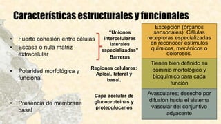 Características estructurales y funcionales
• Fuerte cohesión entre células
• Escasa o nula matriz
extracelular
• Polaridad morfológica y
funcional
• Presencia de membrana
basal
“Uniones
intercelulares
laterales
especializadas”
Barreras
Excepción (órganos
sensoriales): Células
receptoras especializadas
en reconocer estímulos
químicos, mecánicos o
dolorosos.
Tienen bien definido su
dominio morfológico y
bioquímico para cada
función
Regiones celulares:
Apical, lateral y
basal.
Capa acelular de
glucoproteínas y
proteoglucanos
Avasculares; desecho por
difusión hacia el sistema
vascular del conjuntivo
adyacente
 